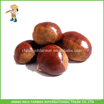 High Quality Chinese Fresh Chestnut Packed in Jute Bag